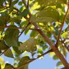African Tulip Tree, Fountain tree