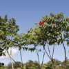 African Tulip Tree, Fountain tree