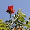 African Tulip Tree, Fountain tree