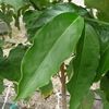 Leaf- Monkey Apple