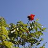African Tulip Tree, Fountain tree