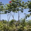 African Tulip Tree, Fountain tree