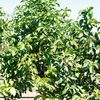Manzana de Agua 