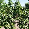 .Mountain Apple 