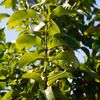 Manzana de Agua 