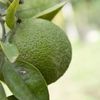 Ortanique fruit