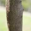 Ortanique trunk 