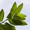 Ortanique leaves