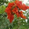 African Tulip Tree, Fountain tree