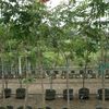 African Tulip Tree, Fountain tree