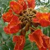 African Tulip Tree, Fountain tree
