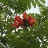 African Tulip Tree, Fountain tree