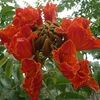 African Tulip Tree, Fountain tree