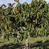 Rubber Tree at Cocobolo Tree Farm