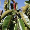 leaves of the Higueron Rojo 
