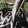 trunk 