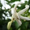 Monkey apple, Needle flower tree, Perfume