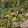 Nacazcol, Pink Powder Puff 