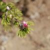 Surinam Powderpuff Flower