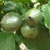 Monkey Apple Fruit 