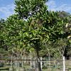 White Mahogany, Chancho Blanco stock at Cocobolo Tree Farm 