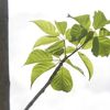 Guayacan Trumpet Tree, Roble Primavera  branch 