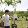 Guayacan Trumpet Tree, Roble Primavera 