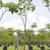 Guayacan Trumpet Tree, Roble Primavera  stock at Cocobolo Tree Farm 