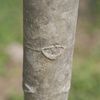Guayacan Trumpet Tree, Roble Primavera  trunk 