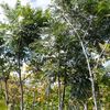 Iguano 