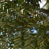 Dilodendron costaricense