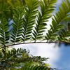Dilodendron costaricense