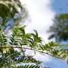 Dilodendron costaricense 