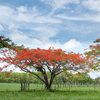 Flamboyant 