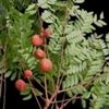 Dilodendron costaricense
