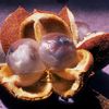 fruit of Dilodendron costaricense