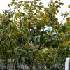Gold trumpet tree