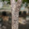 Gold trumpet tree