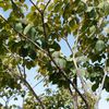 Gold trumpet tree