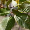 Gold trumpet tree