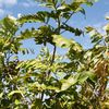 Dipterix panamensis, Tonka Bean Tree 