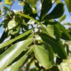 Dipterix panamensis, Tonka Bean Tree 