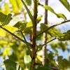 Dipterix panamensis, Tonka Bean Tree 
