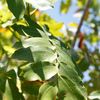 Dipterix panamensis, Tonka Bean Tree 