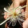 Pochote Flower 