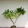 Frangipani (white)