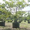 Cassia Grandis, Pink Shower Stock at Cocobolo Tree Farm 