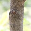 Carao Trunk 