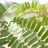 Carao leaves 