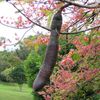Flower and seed, Carao 